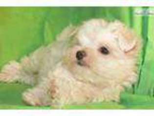 Maltese Puppy for sale in Phoenix, AZ, USA