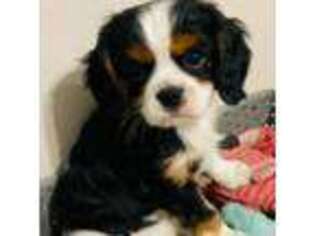 Cavalier King Charles Spaniel Puppy for sale in Santee, CA, USA