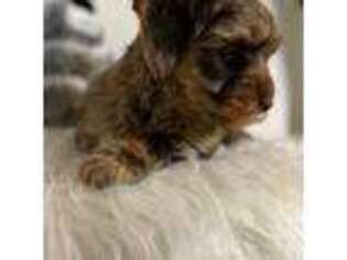 Yorkshire Terrier Puppy for sale in Ferndale, WA, USA