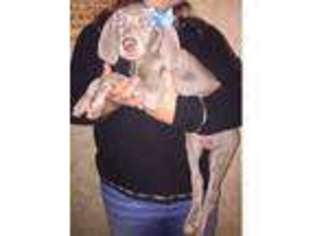 Weimaraner Puppy for sale in Laveen, AZ, USA