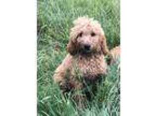 Goldendoodle Puppy for sale in Ontario, OR, USA