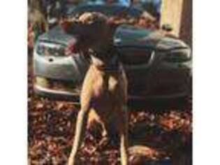 Doberman Pinscher Puppy for sale in Catonsville, MD, USA