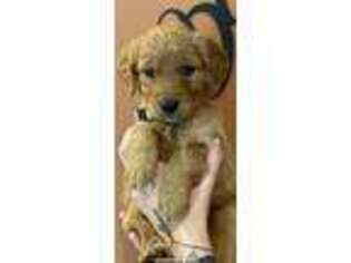 Golden Retriever Puppy for sale in Rogers City, MI, USA