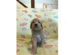 Goldendoodle Puppy for sale in Clementon, NJ, USA