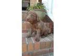 Chesapeake Bay Retriever Puppy for sale in Cowpens, SC, USA