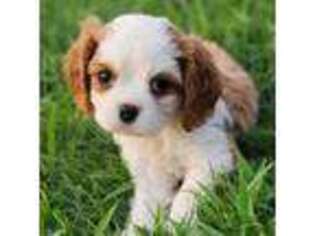 Cavalier King Charles Spaniel Puppy for sale in Farmerville, LA, USA