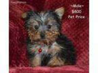 Yorkshire Terrier Puppy for sale in Sylvia, KS, USA