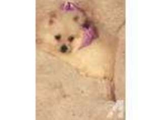 Pomeranian Puppy for sale in SAN ANTONIO, TX, USA
