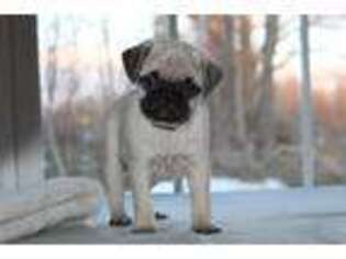 Pug Puppy for sale in Dundee, NY, USA