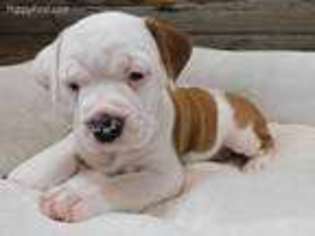 Mutt Puppy for sale in Sullivan, OH, USA