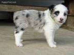 Miniature Australian Shepherd Puppy for sale in Lynn, IN, USA