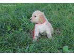 Goldendoodle Puppy for sale in Stratford, IA, USA