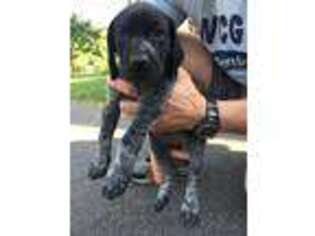 German Shorthaired Pointer Puppy for sale in Front Royal, VA, USA