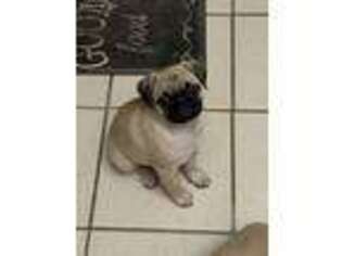 Pug Puppy for sale in Greeley, CO, USA