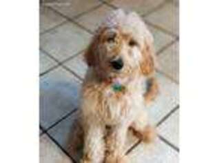 Goldendoodle Puppy for sale in Bloomington, IL, USA