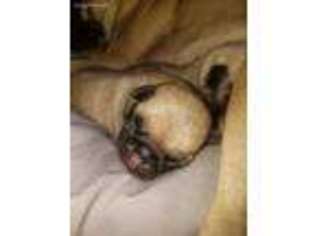 Pug Puppy for sale in Rochester, NY, USA