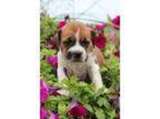 Mutt Puppy for sale in Williamsburg, PA, USA