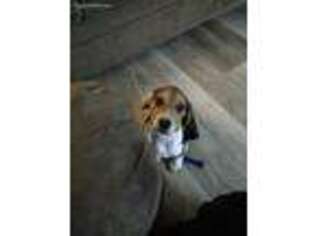 Beagle Puppy for sale in Culleoka, TN, USA