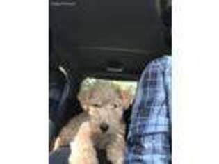 Lakeland Terrier Puppy for sale in Gore, OK, USA