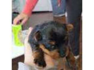 Yorkshire Terrier Puppy for sale in Racine, WI, USA