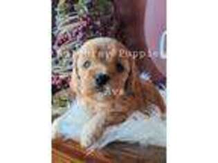 Cavapoo Puppy for sale in Plato, MO, USA