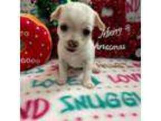 Chihuahua Puppy for sale in Richlands, VA, USA
