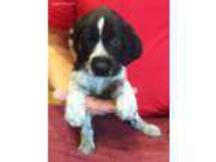 German Wirehaired Pointer Puppy for sale in Prior Lake, MN, USA
