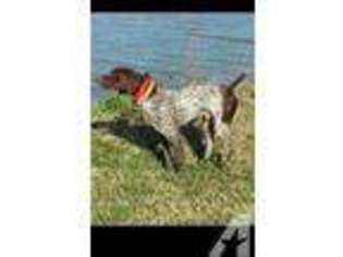 German Shorthaired Pointer Puppy for sale in CLEVELAND, TX, USA