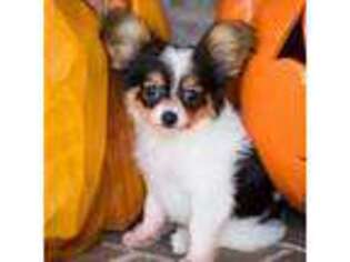Papillon Puppy for sale in Youngstown, OH, USA