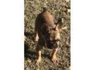 French Bulldog Puppy for sale in Bonham, TX, USA