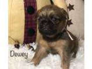 Brussels Griffon Puppy for sale in Ashville, OH, USA