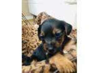 Yorkshire Terrier Puppy for sale in Weston, FL, USA