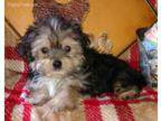 Mutt Puppy for sale in Great Valley, NY, USA