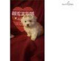 Bichon Frise Puppy for sale in Cincinnati, OH, USA