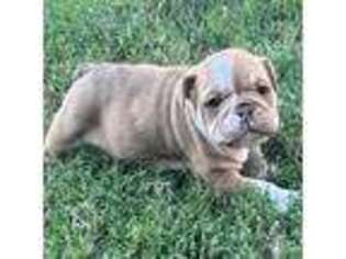 Bulldog Puppy for sale in Colorado Springs, CO, USA