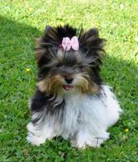 Yorkshire Terrier Puppy for sale in Chino Hills, CA, USA