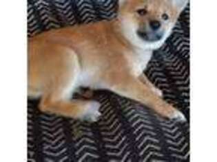 Shiba Inu Puppy for sale in Cottage Grove, OR, USA