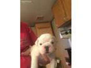 Bulldog Puppy for sale in Pembroke, GA, USA