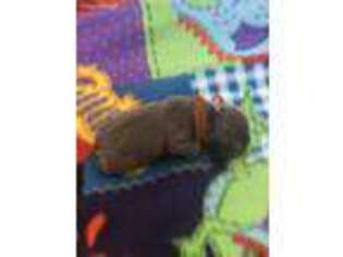 French Bulldog Puppy for sale in Glassport, PA, USA