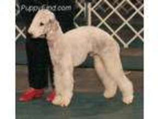 Bedlington Terrier Puppy for sale in Spring, TX, USA