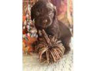Boykin Spaniel Puppy for sale in Dothan, AL, USA
