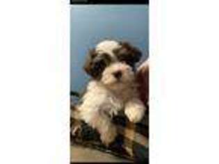 Havanese Puppy for sale in Shreve, OH, USA
