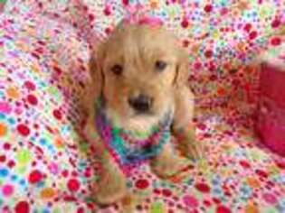Golden Retriever Puppy for sale in Archer City, TX, USA