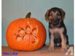 German Shepherd Dog Puppy for sale in TAMPA, FL, USA