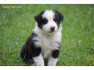 Miniature Australian Shepherd Puppy for sale in Grand Rapids, MI, USA