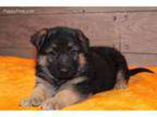 German Shepherd Dog Puppy for sale in Big Sandy, TN, USA