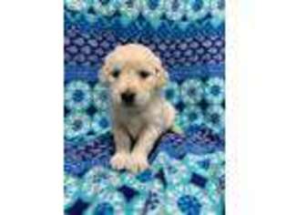 Golden Retriever Puppy for sale in Odessa, MO, USA