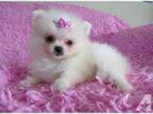 Pomeranian Puppy for sale in MIDDLEFIELD, CT, USA