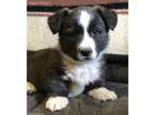 Cardigan Welsh Corgi Puppy for sale in New London, MN, USA