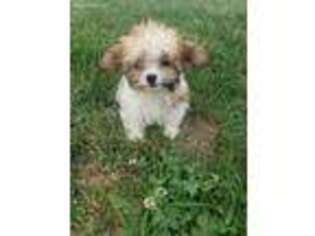 Mutt Puppy for sale in Middletown, OH, USA